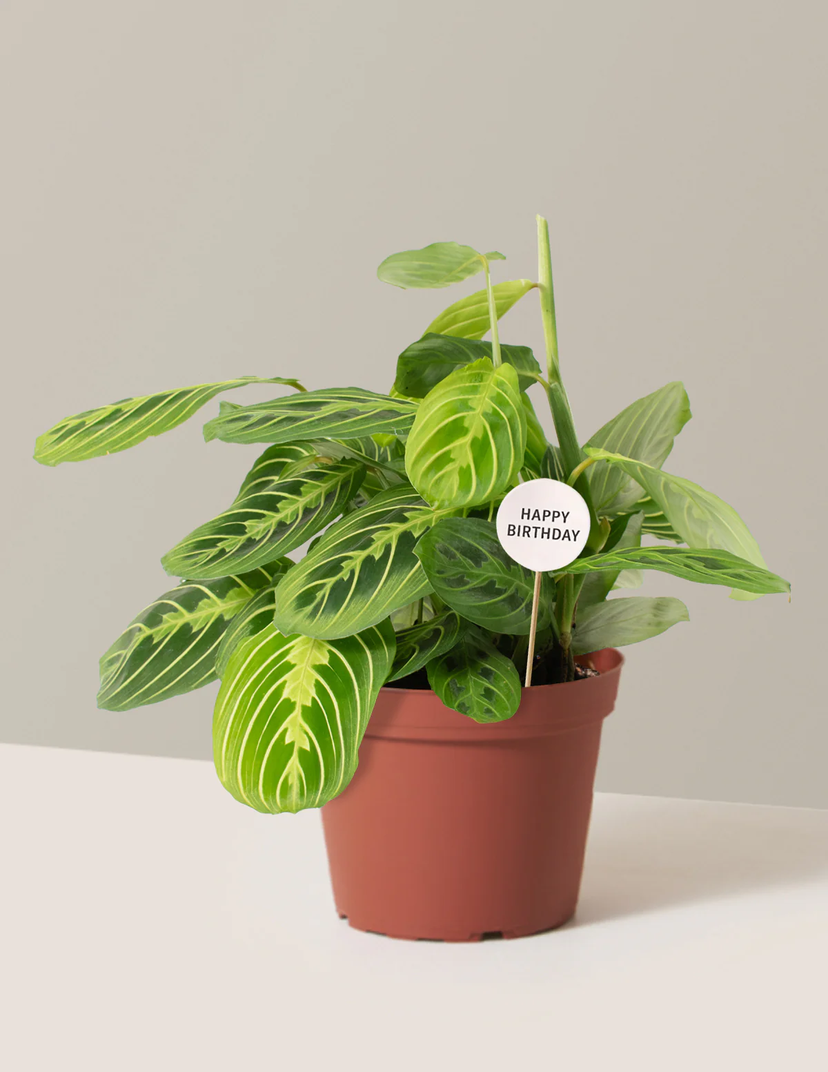 Happy Birthday Lemon Lime Prayer Plant - Image 4