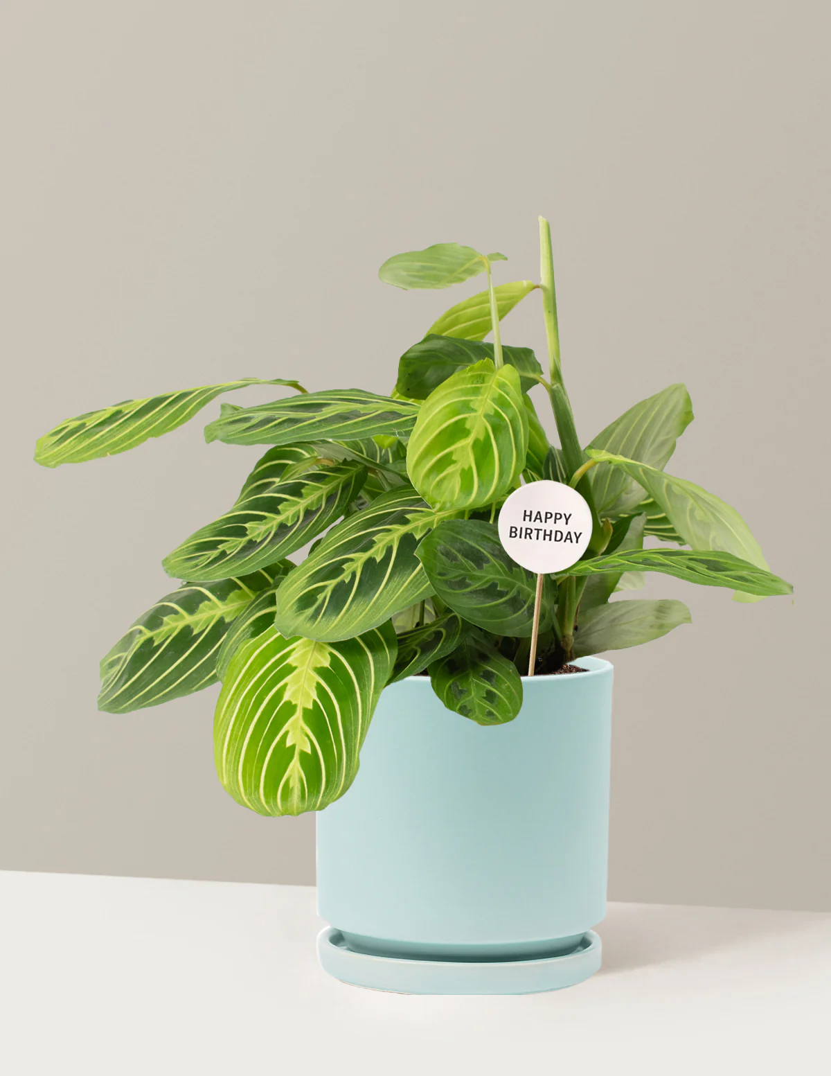 Happy Birthday Lemon Lime Prayer Plant - Image 5