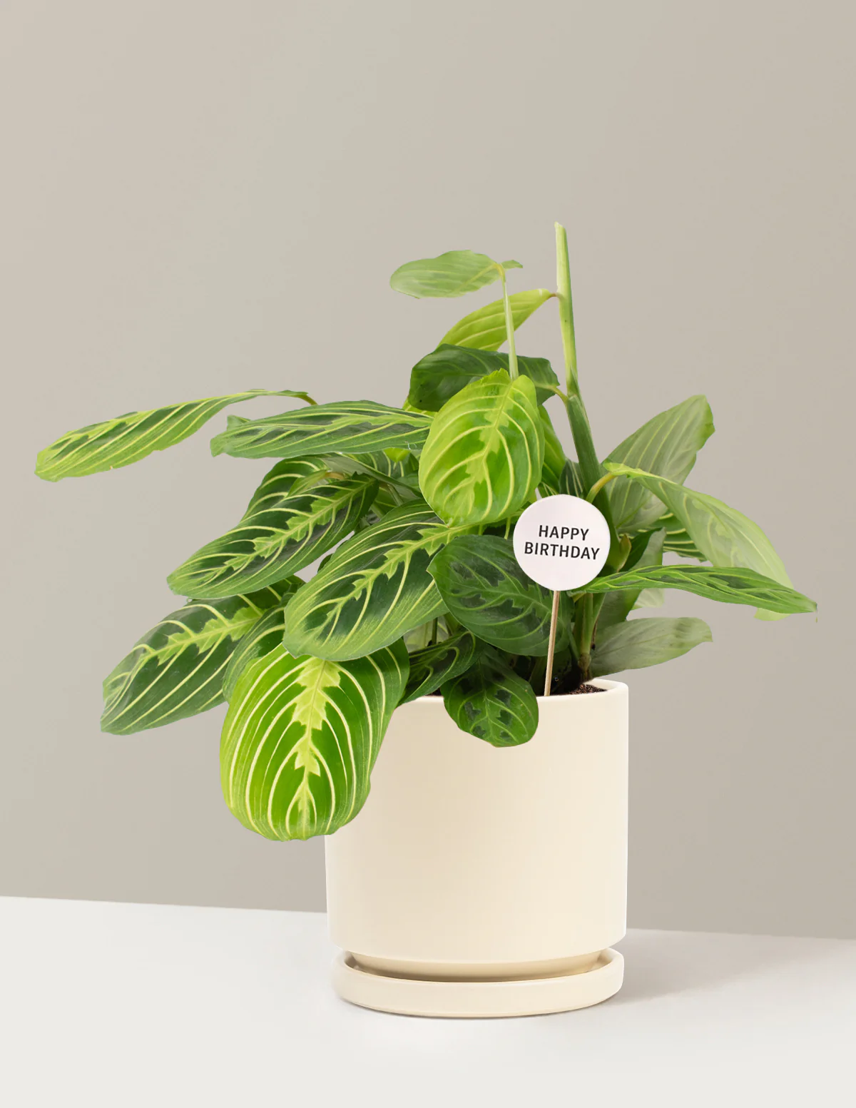 Happy Birthday Lemon Lime Prayer Plant - Image 6