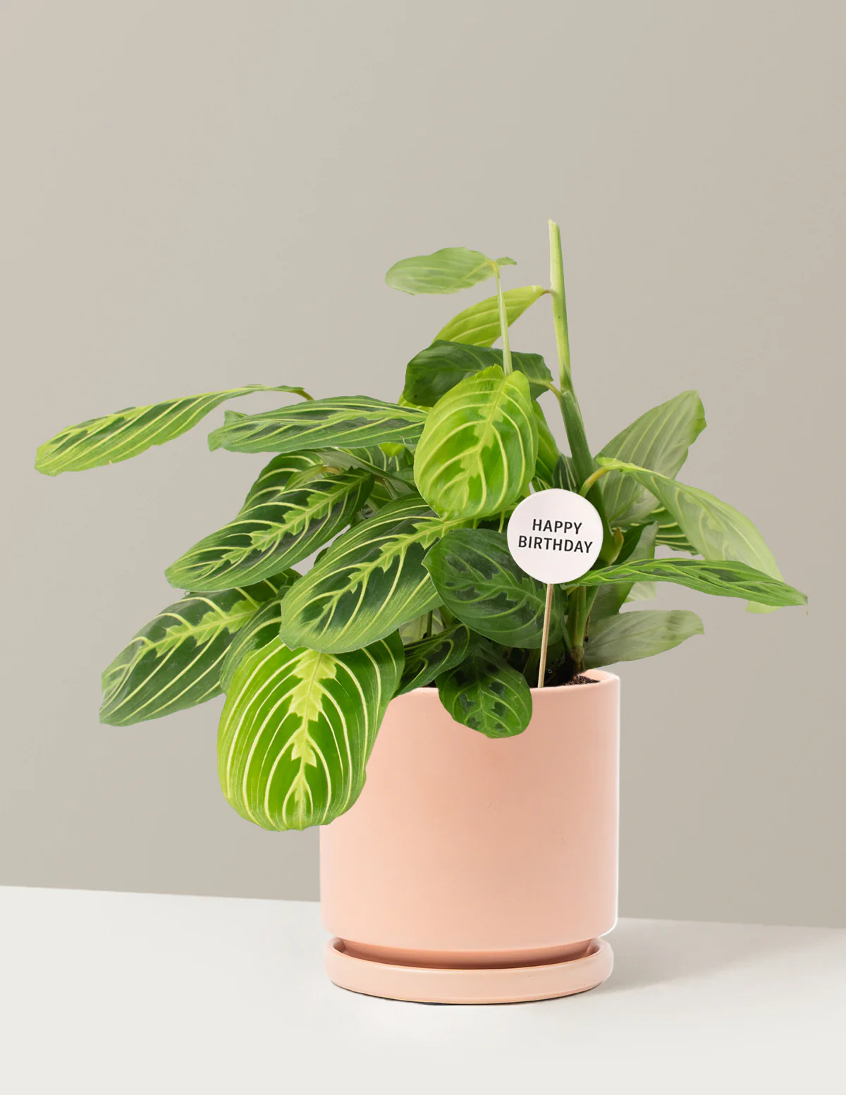Happy Birthday Lemon Lime Prayer Plant - Image 8