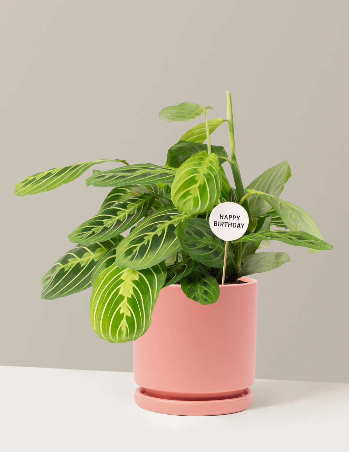 Happy Birthday Lemon Lime Prayer Plant - Image 9