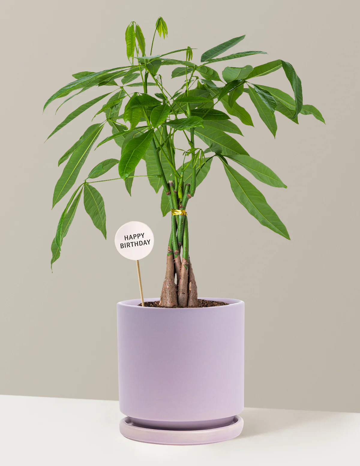Happy Birthday Money Tree Plant - Image 10