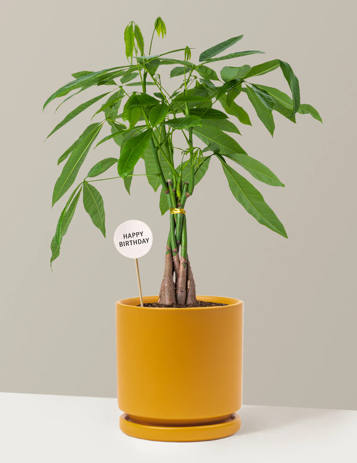 Happy Birthday Money Tree Plant - Image 11