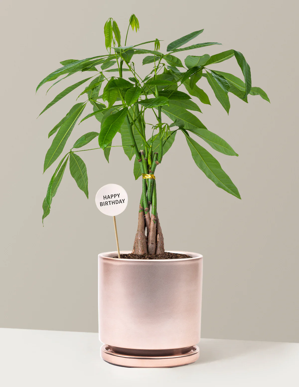Happy Birthday Money Tree Plant - Image 12