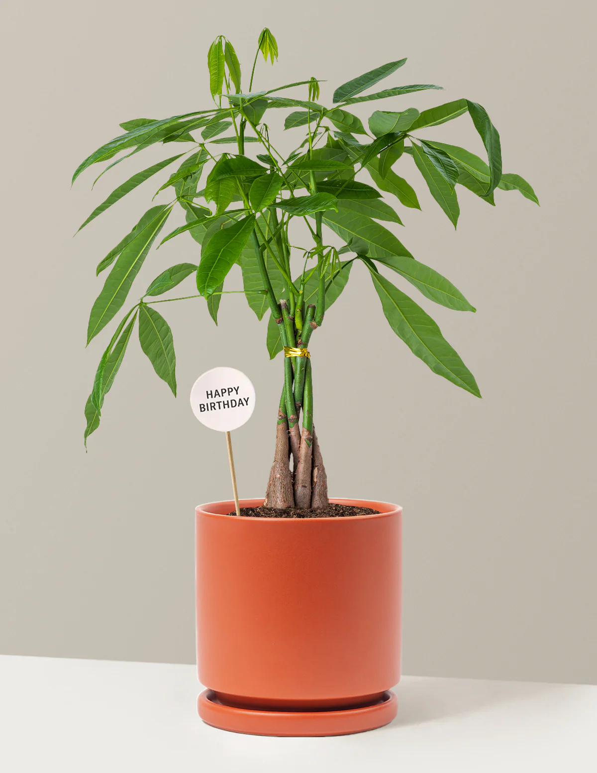 Happy Birthday Money Tree Plant - Image 13