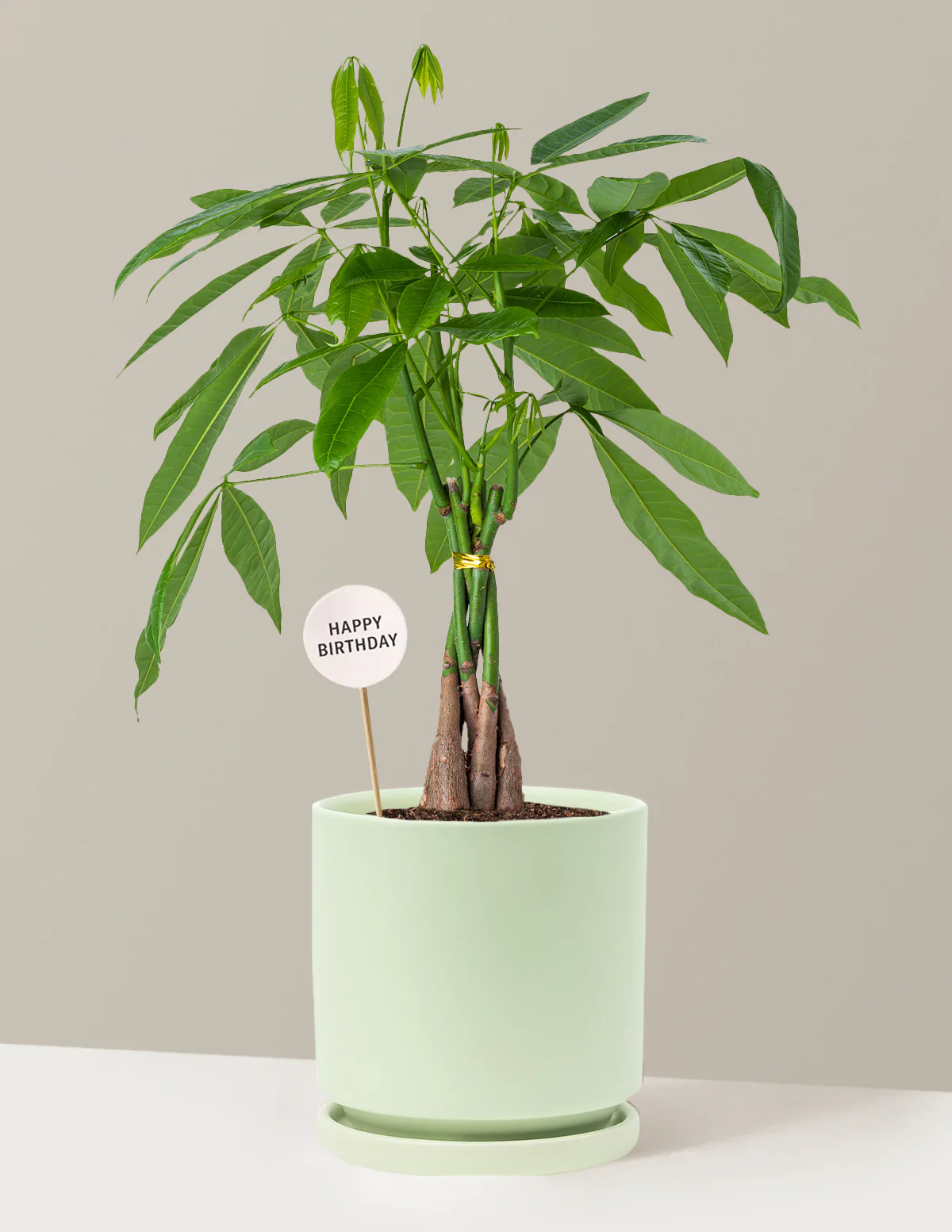Happy Birthday Money Tree Plant - Image 14
