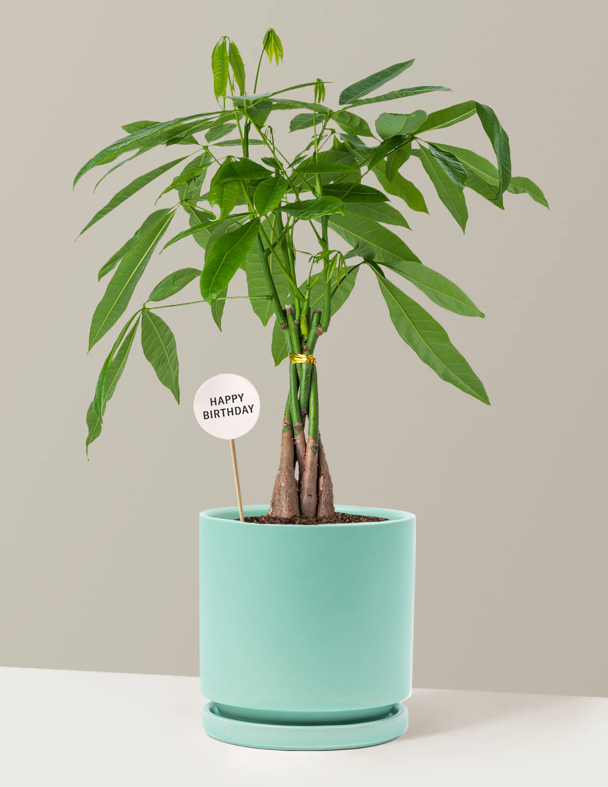 Happy Birthday Money Tree Plant - Image 15