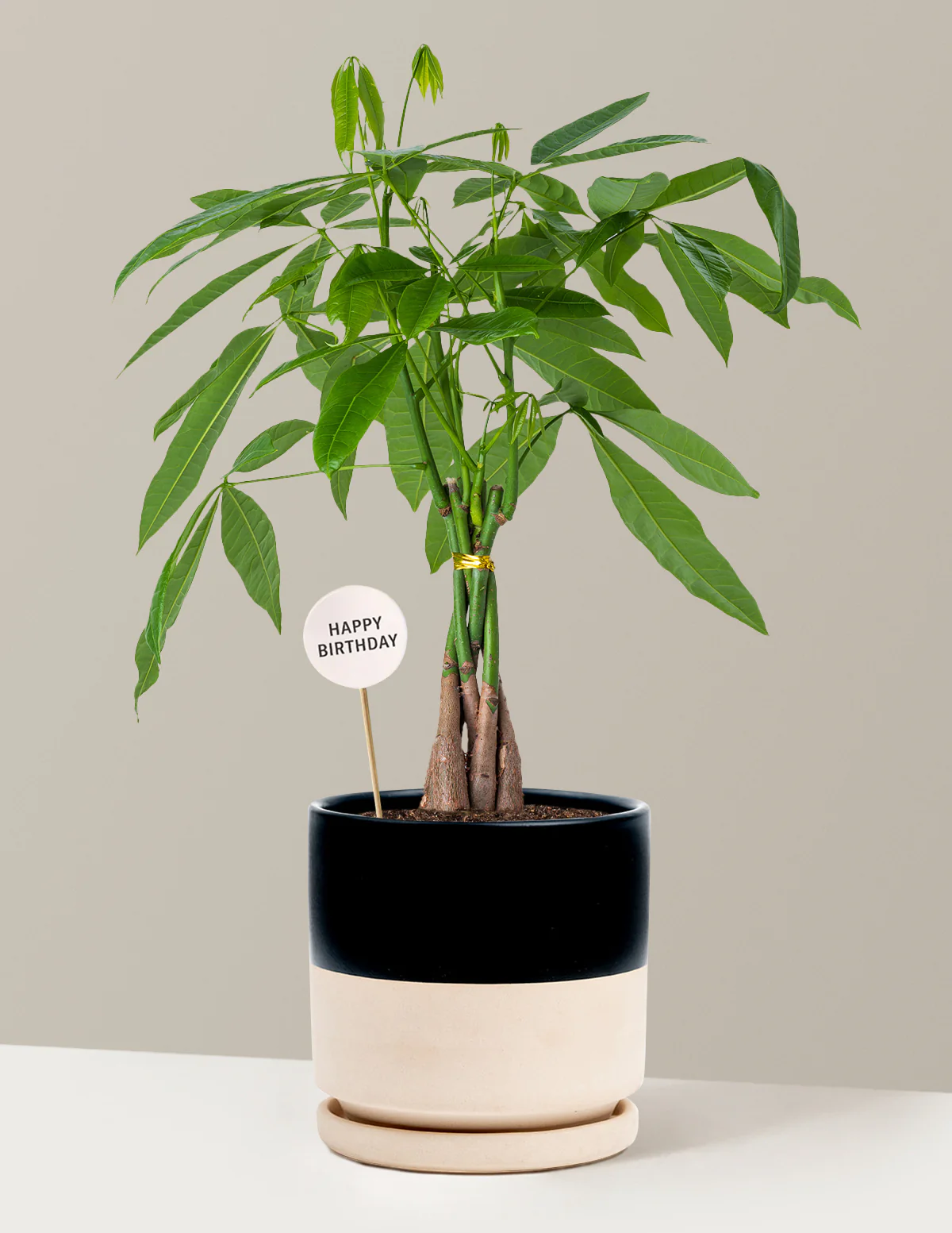 Happy Birthday Money Tree Plant - Image 16
