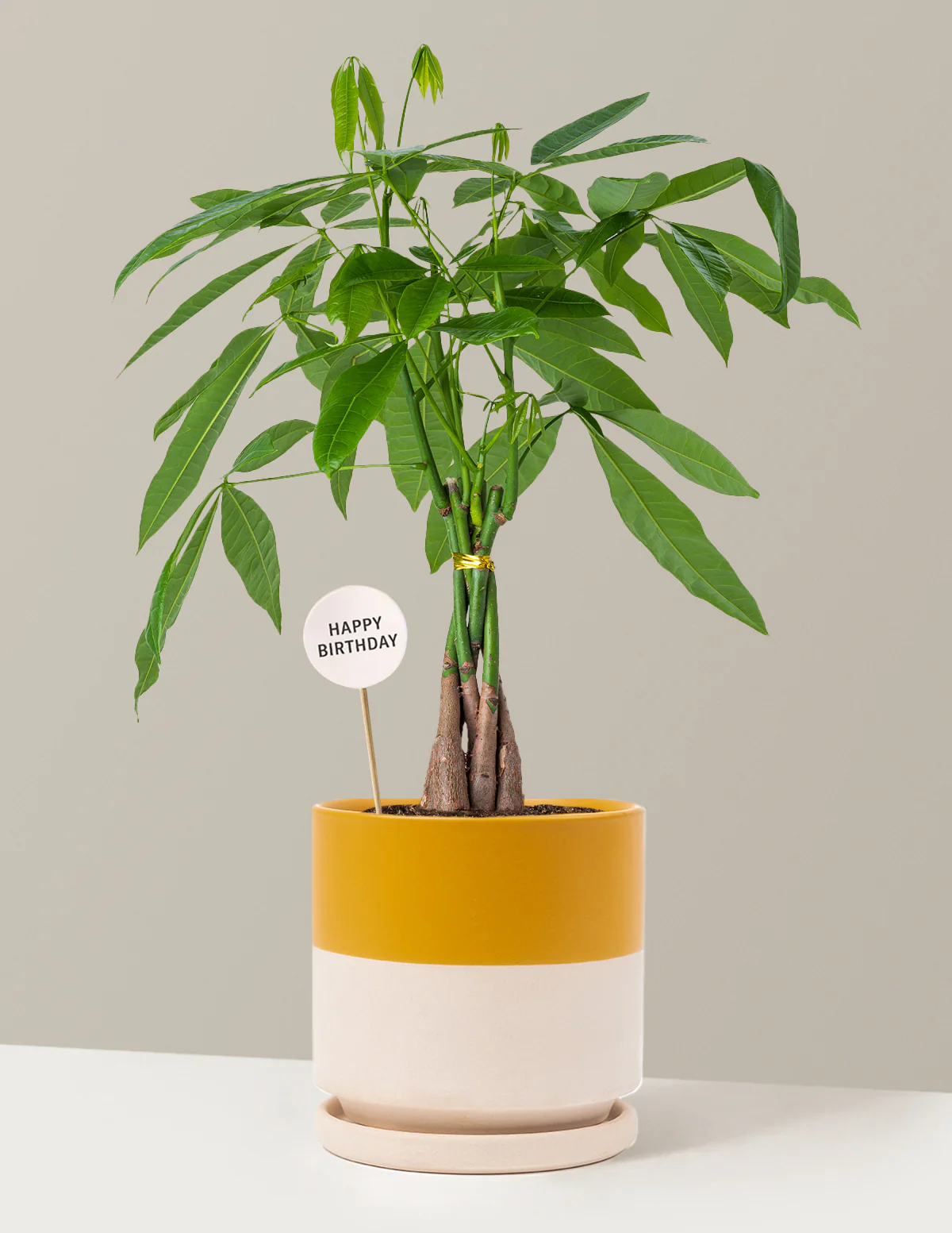 Happy Birthday Money Tree Plant - Image 18