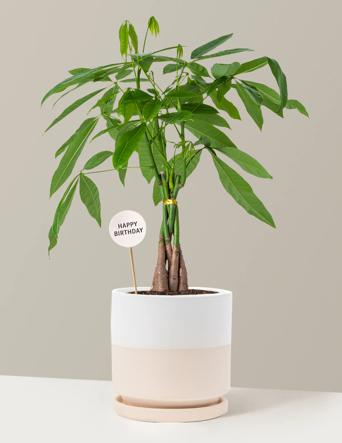 Happy Birthday Money Tree Plant - Image 19