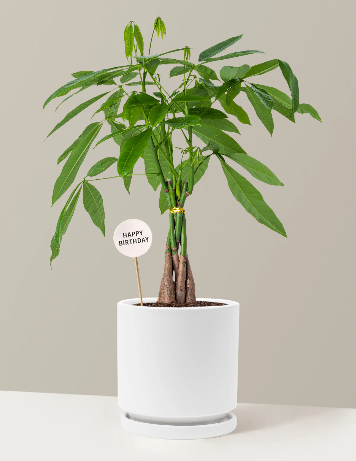 Happy Birthday Money Tree Plant - Image 20