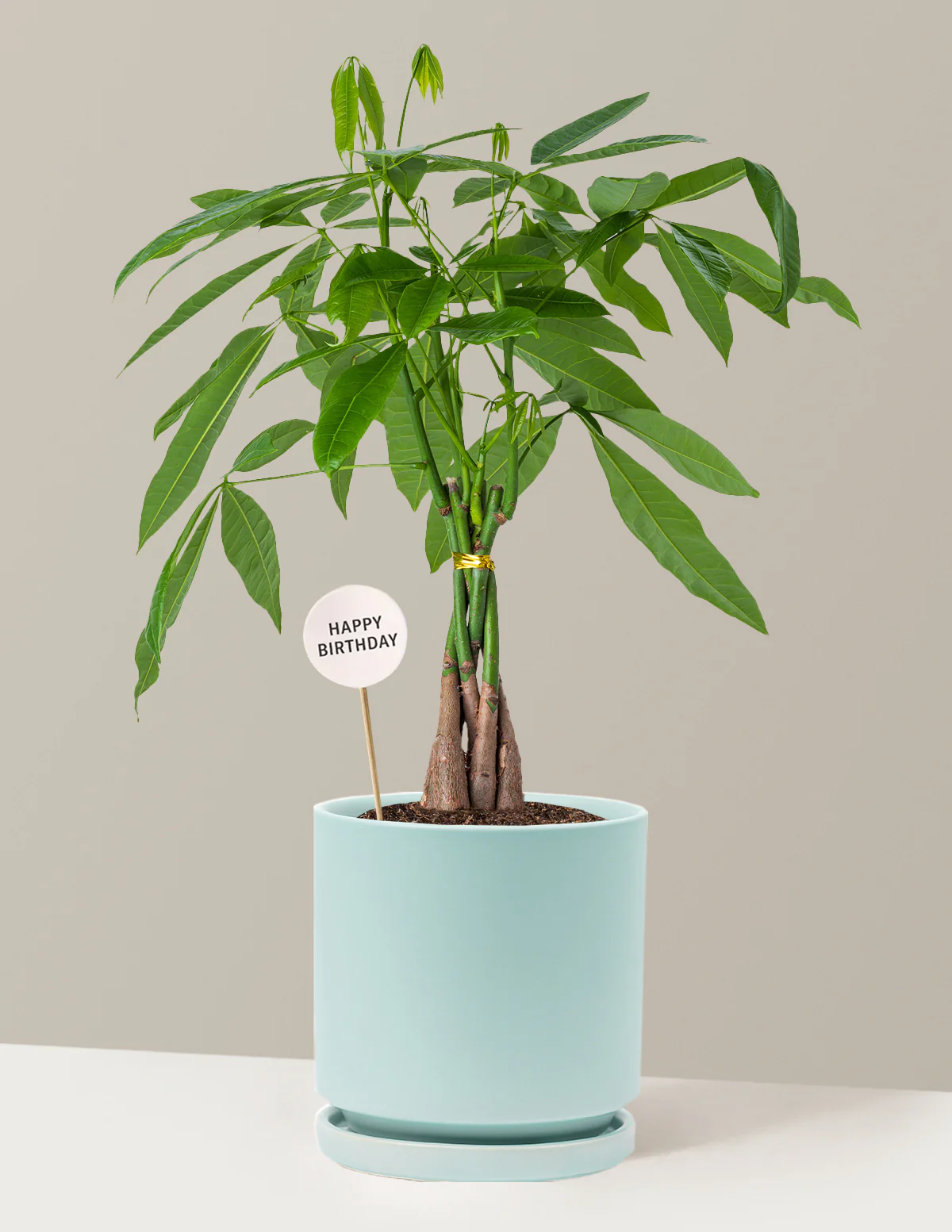 Happy Birthday Money Tree Plant - Image 4