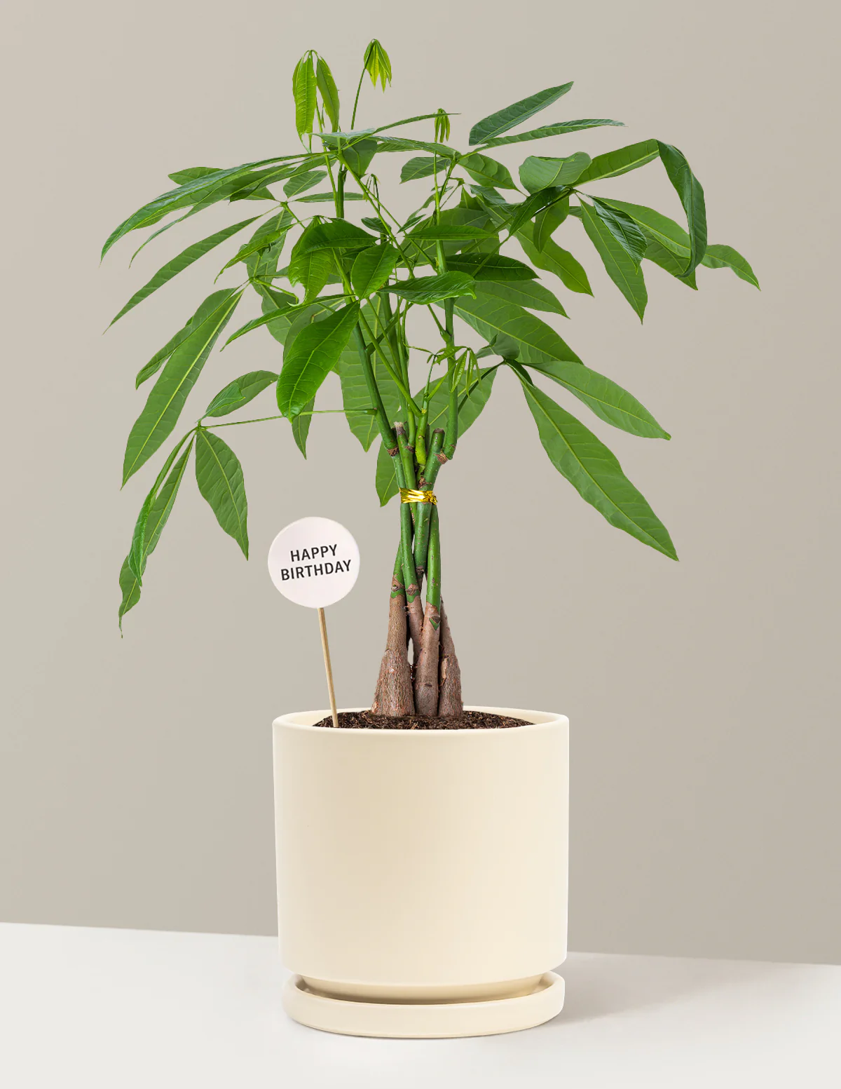 Happy Birthday Money Tree Plant - Image 5