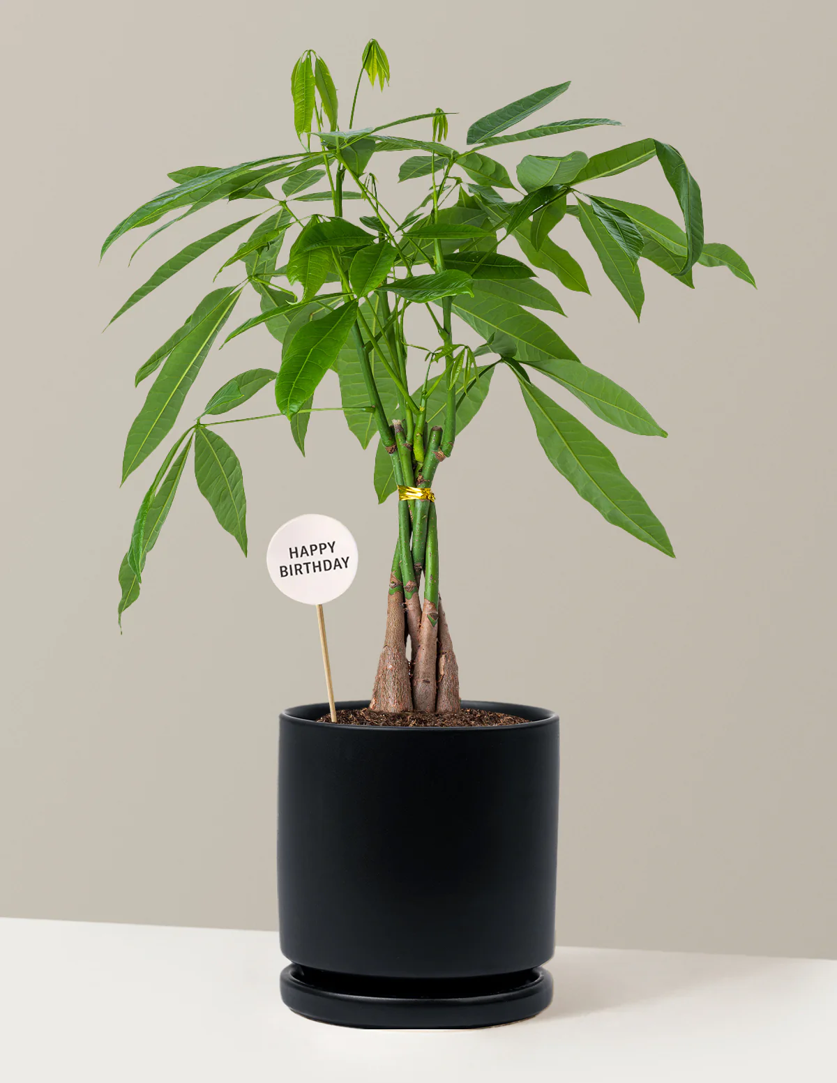 Happy Birthday Money Tree Plant - Image 6