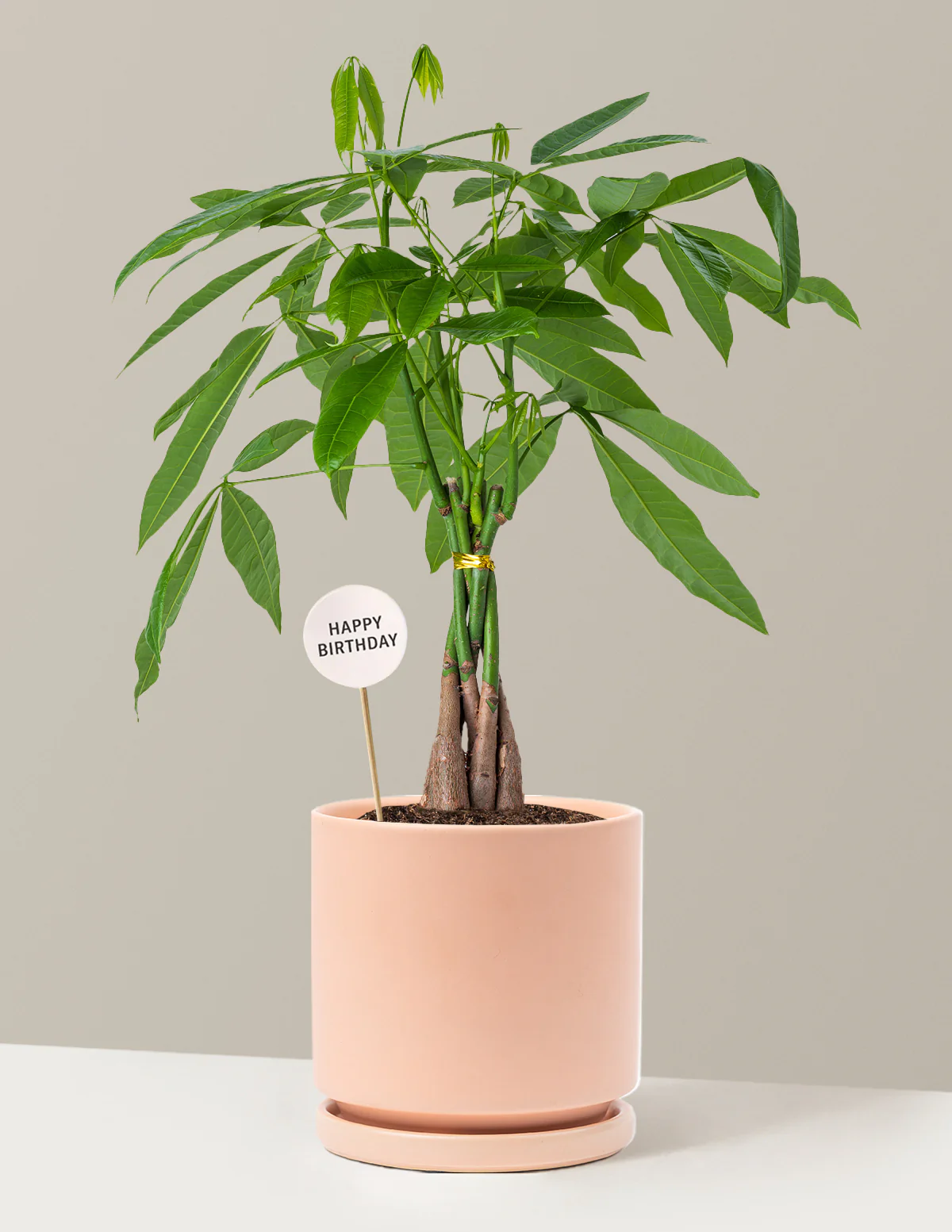 Happy Birthday Money Tree Plant - Image 7