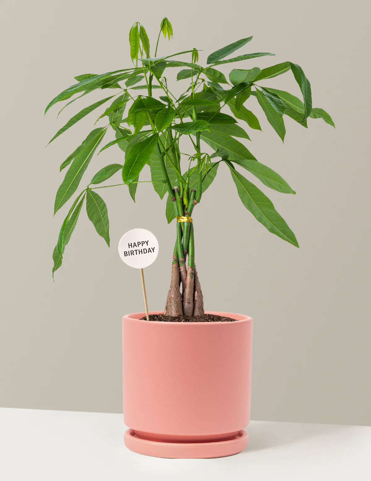 Happy Birthday Money Tree Plant - Image 8