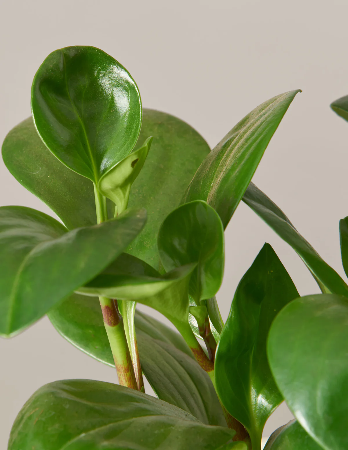 Baby Rubber Plant - Image 16