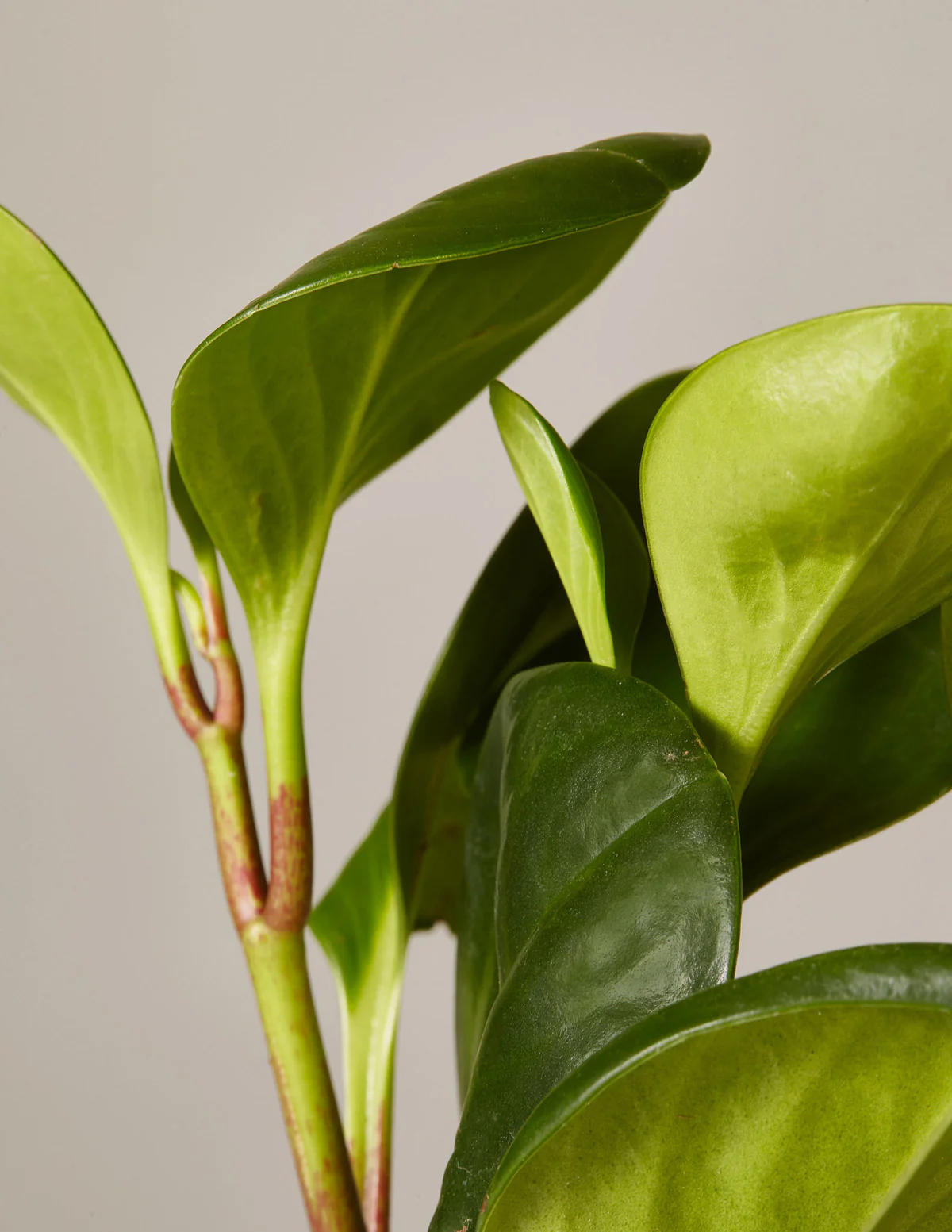 Baby Rubber Plant - Image 15