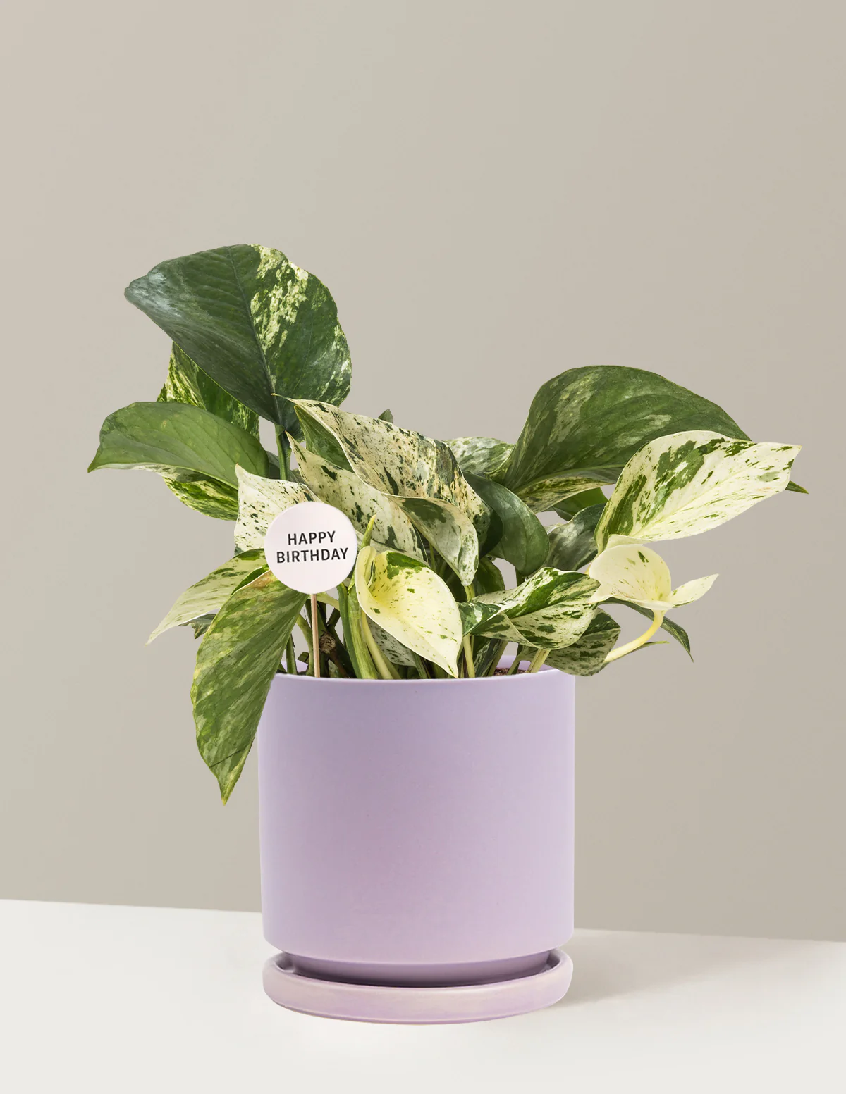 Happy Birthday Pothos Marble Queen - Image 10