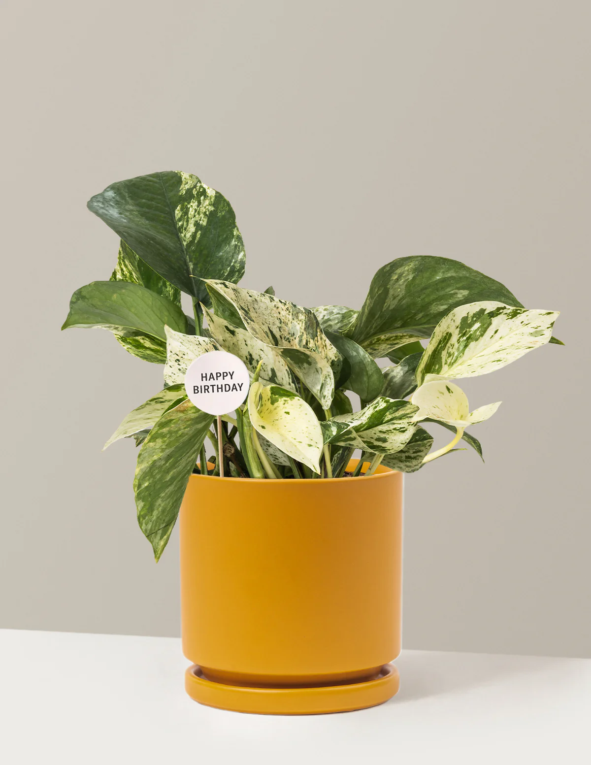 Happy Birthday Pothos Marble Queen - Image 11