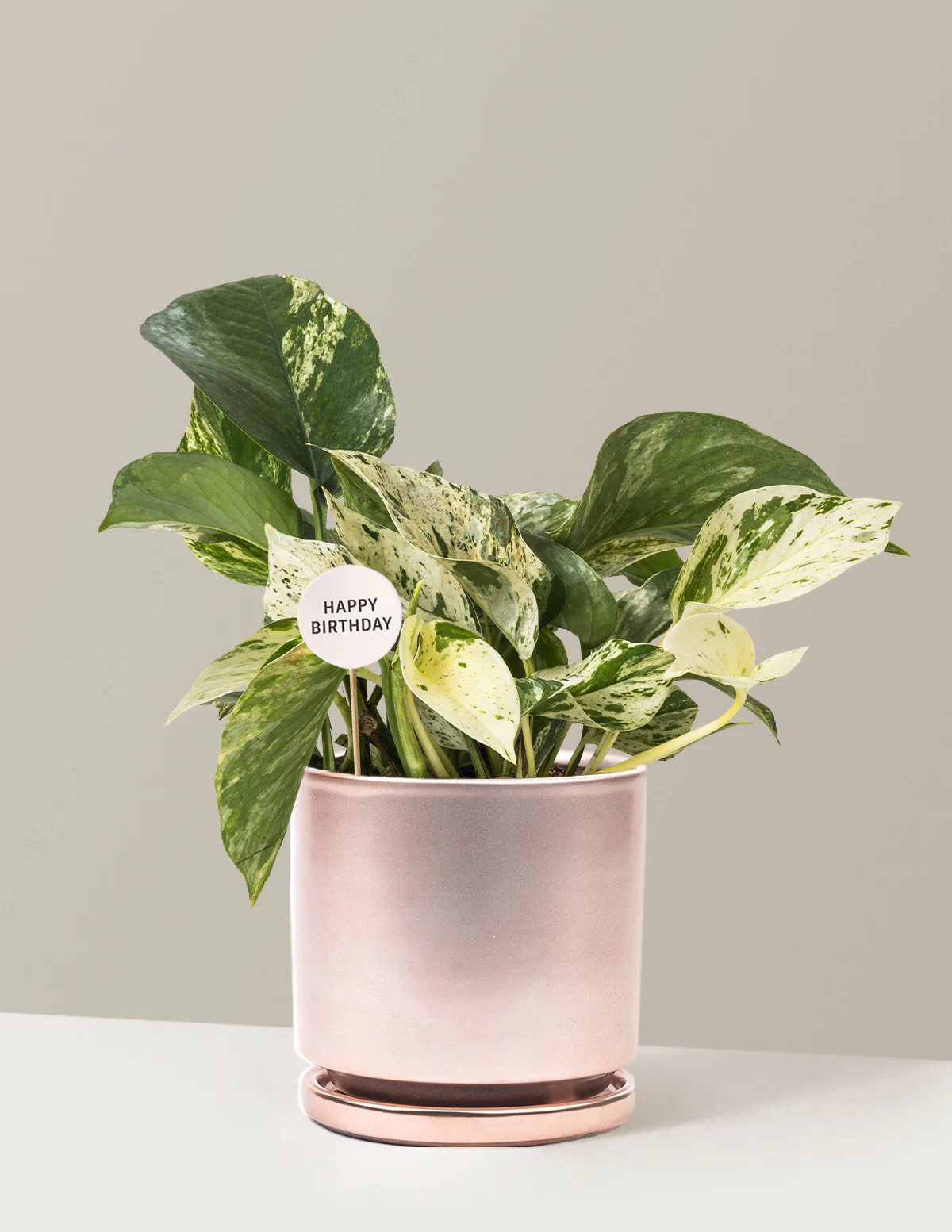 Happy Birthday Pothos Marble Queen - Image 12