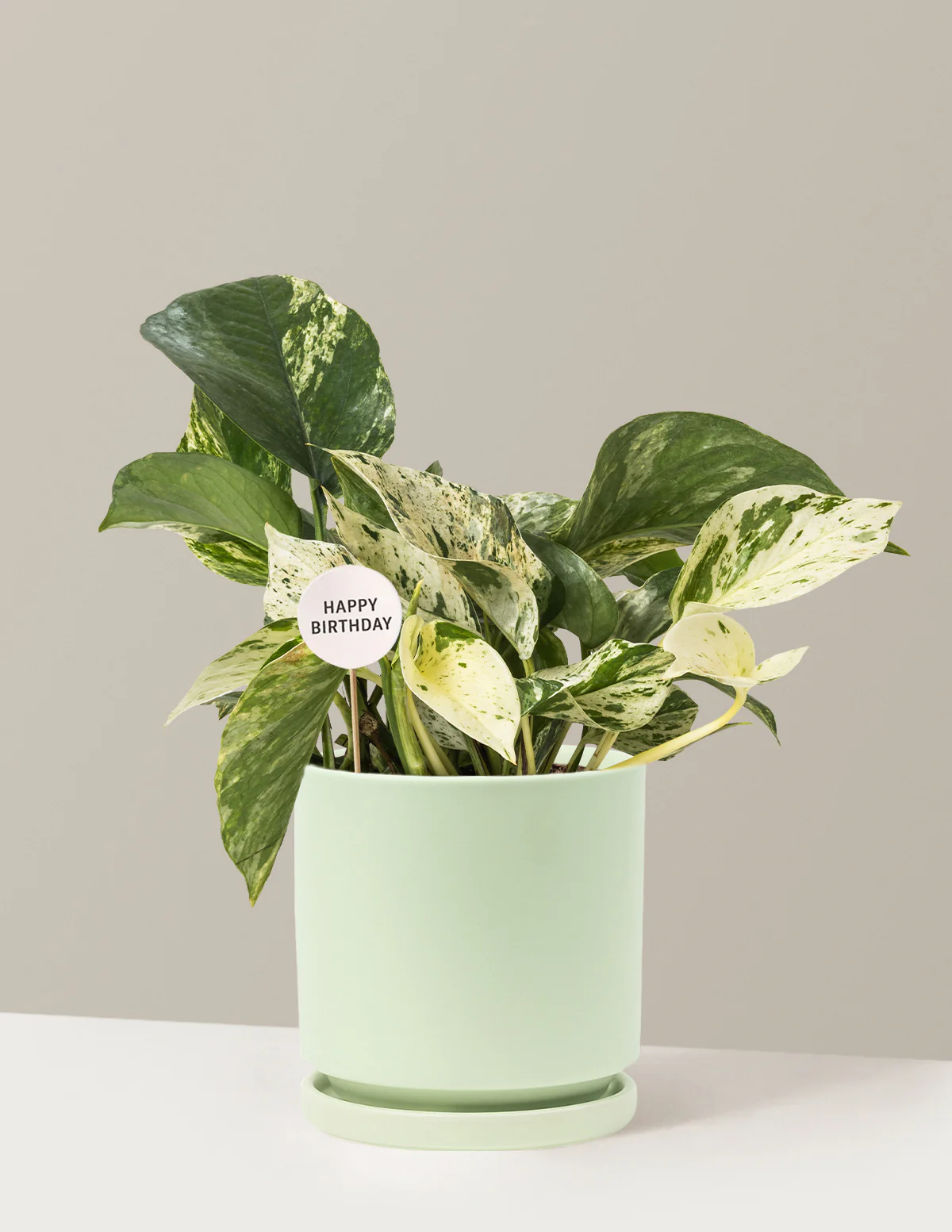 Happy Birthday Pothos Marble Queen - Image 14