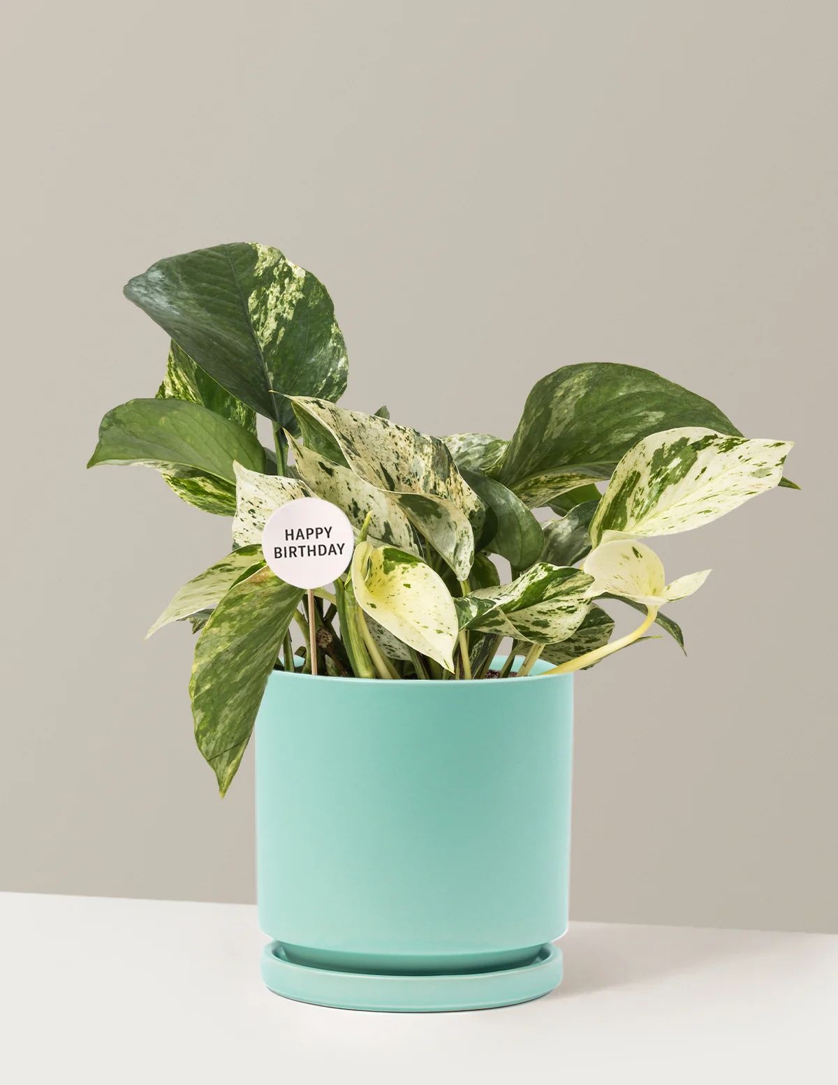 Happy Birthday Pothos Marble Queen - Image 15