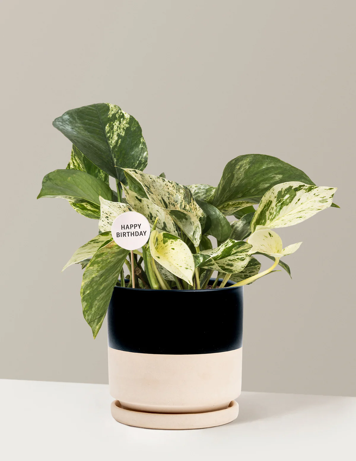 Happy Birthday Pothos Marble Queen - Image 16