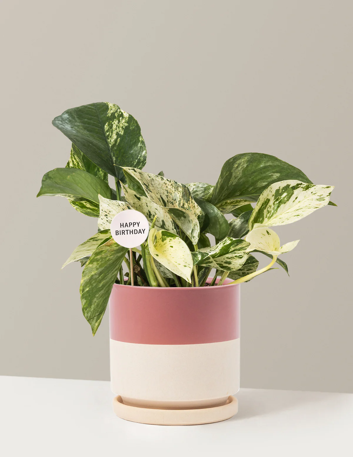 Happy Birthday Pothos Marble Queen - Image 17