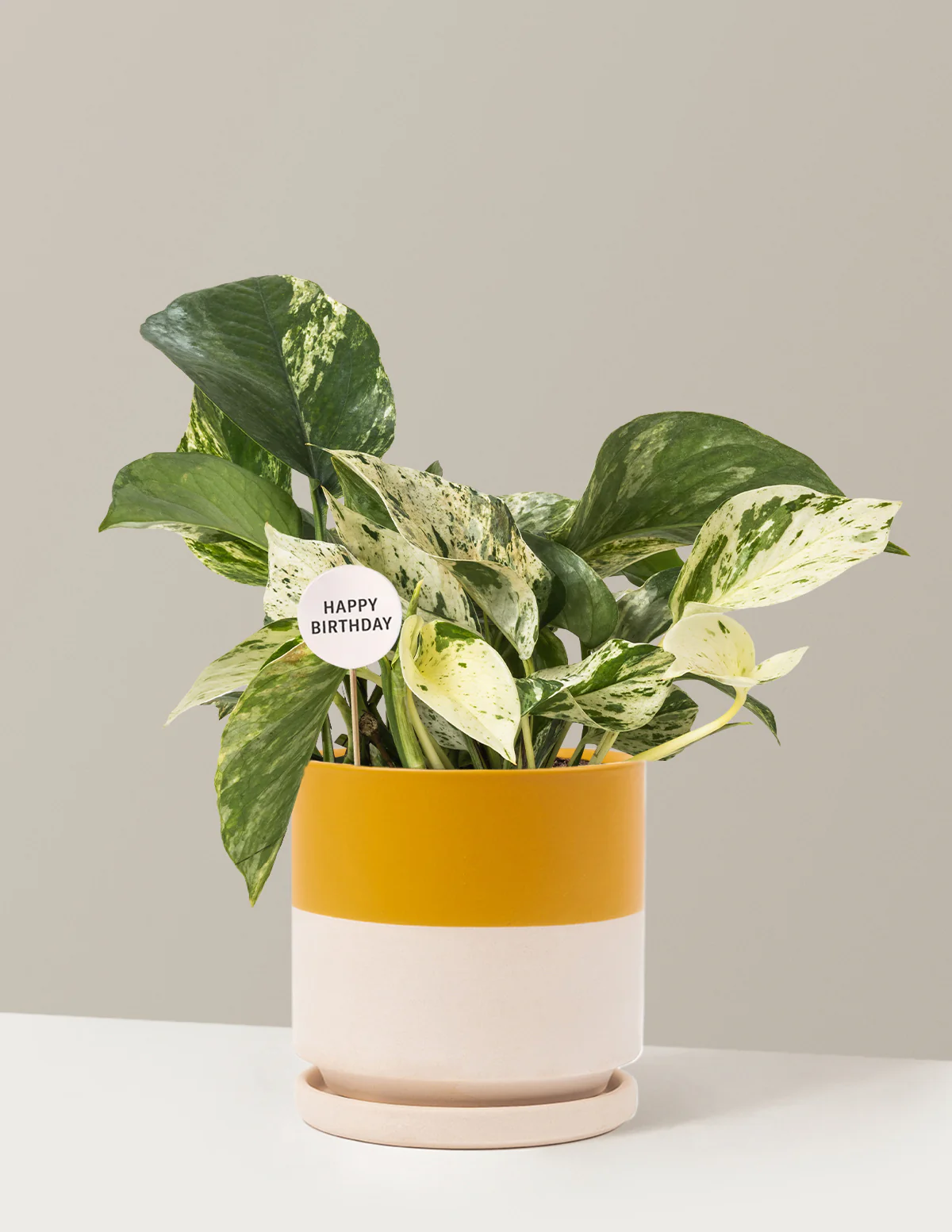 Happy Birthday Pothos Marble Queen - Image 18