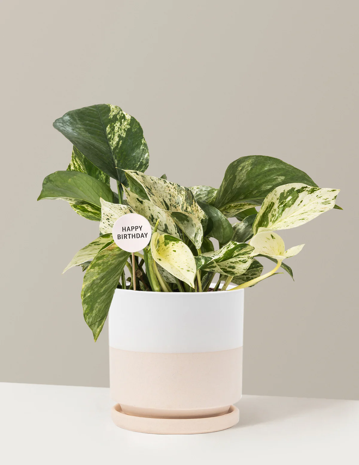 Happy Birthday Pothos Marble Queen - Image 19