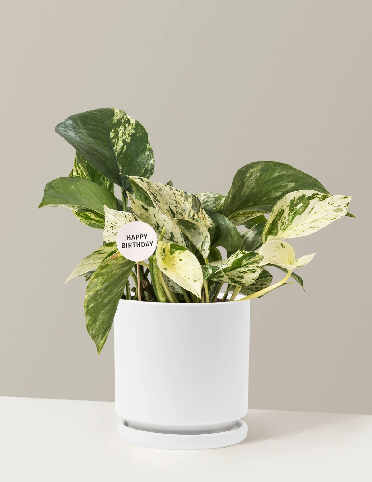 Happy Birthday Pothos Marble Queen - Image 20