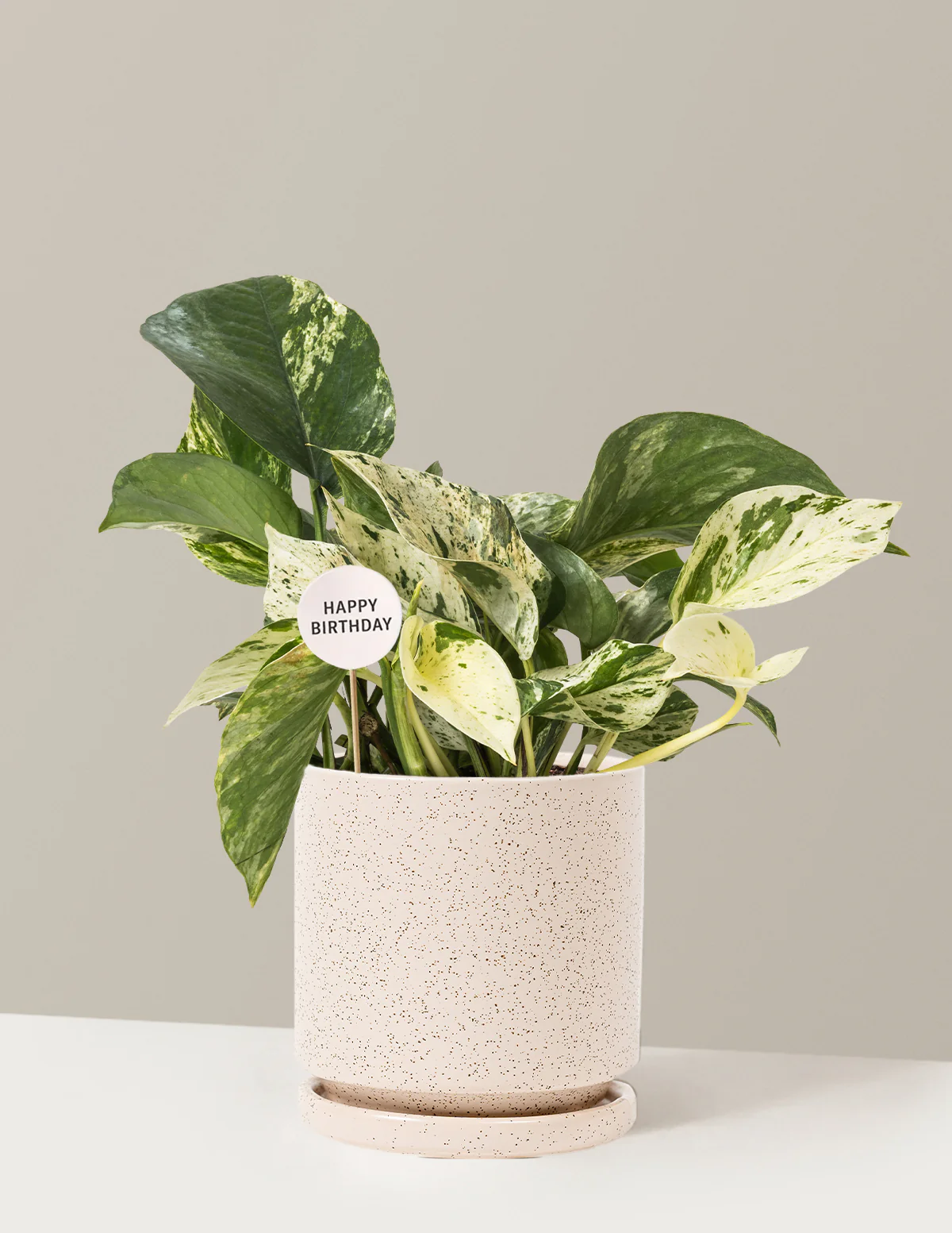 Happy Birthday Pothos Marble Queen - Image 21
