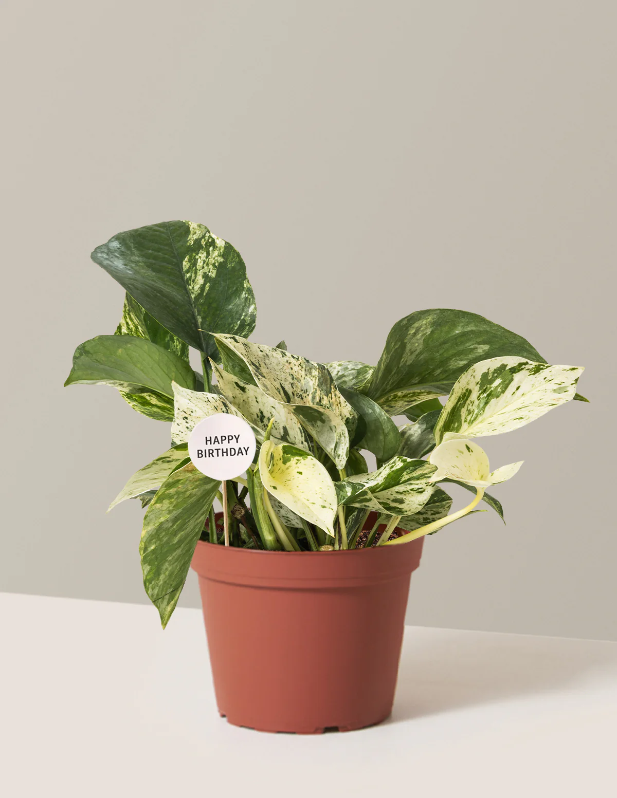 Happy Birthday Pothos Marble Queen - Image 3