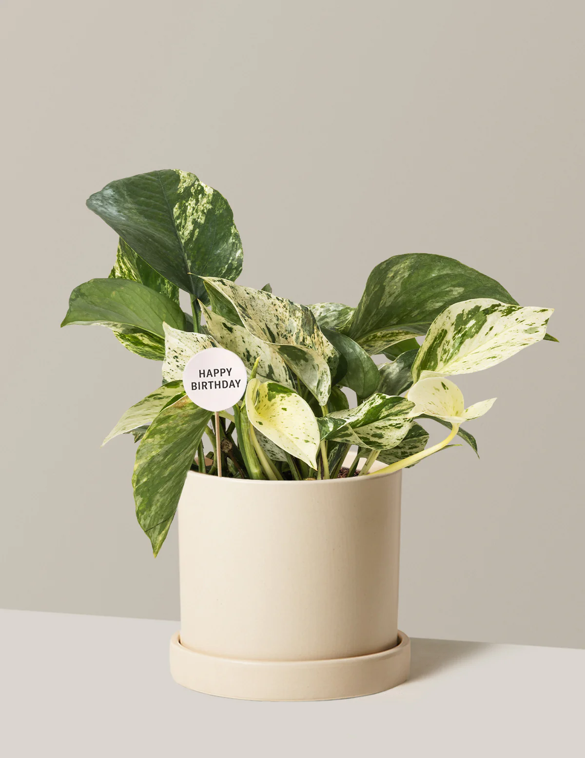 Happy Birthday Pothos Marble Queen - Image 4