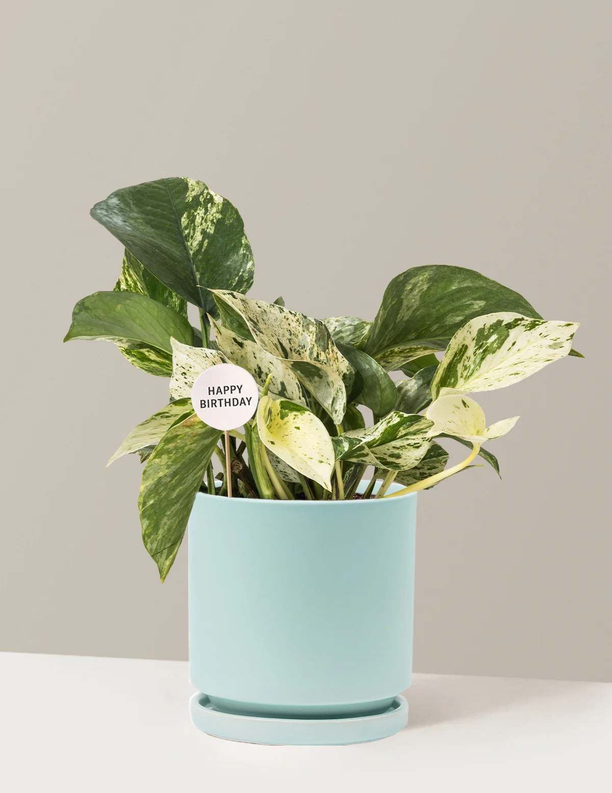 Happy Birthday Pothos Marble Queen - Image 5