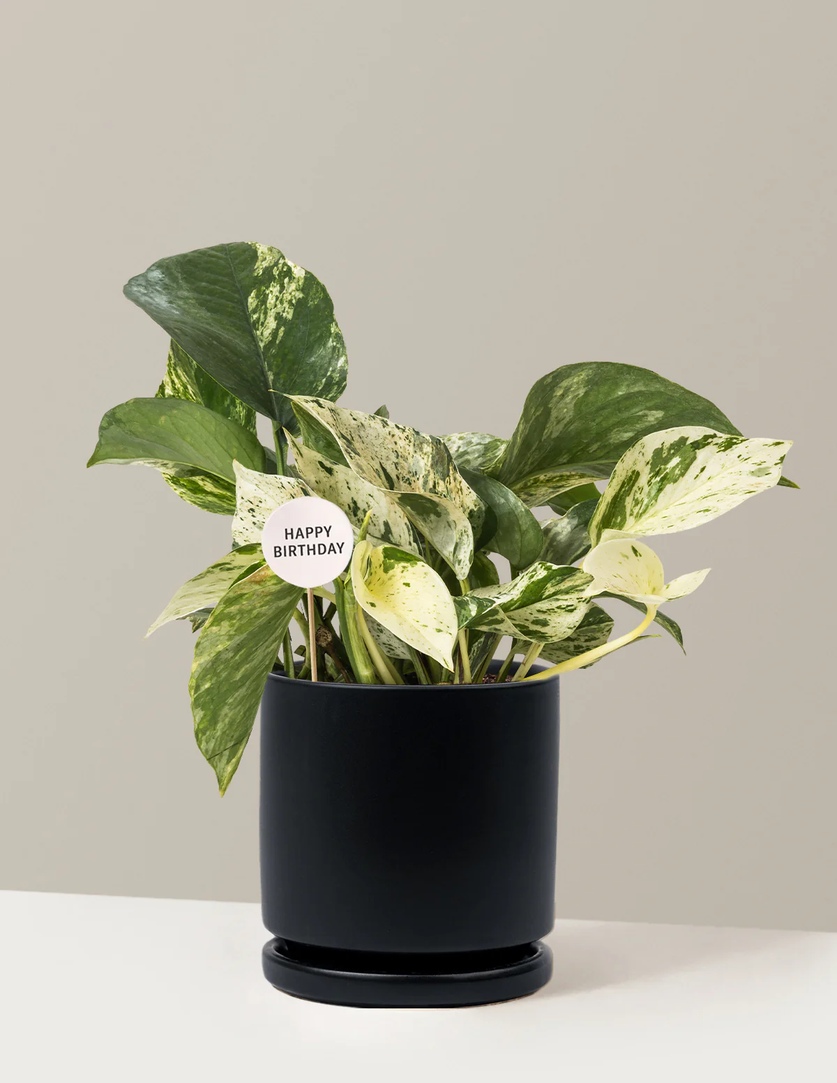 Happy Birthday Pothos Marble Queen - Image 7