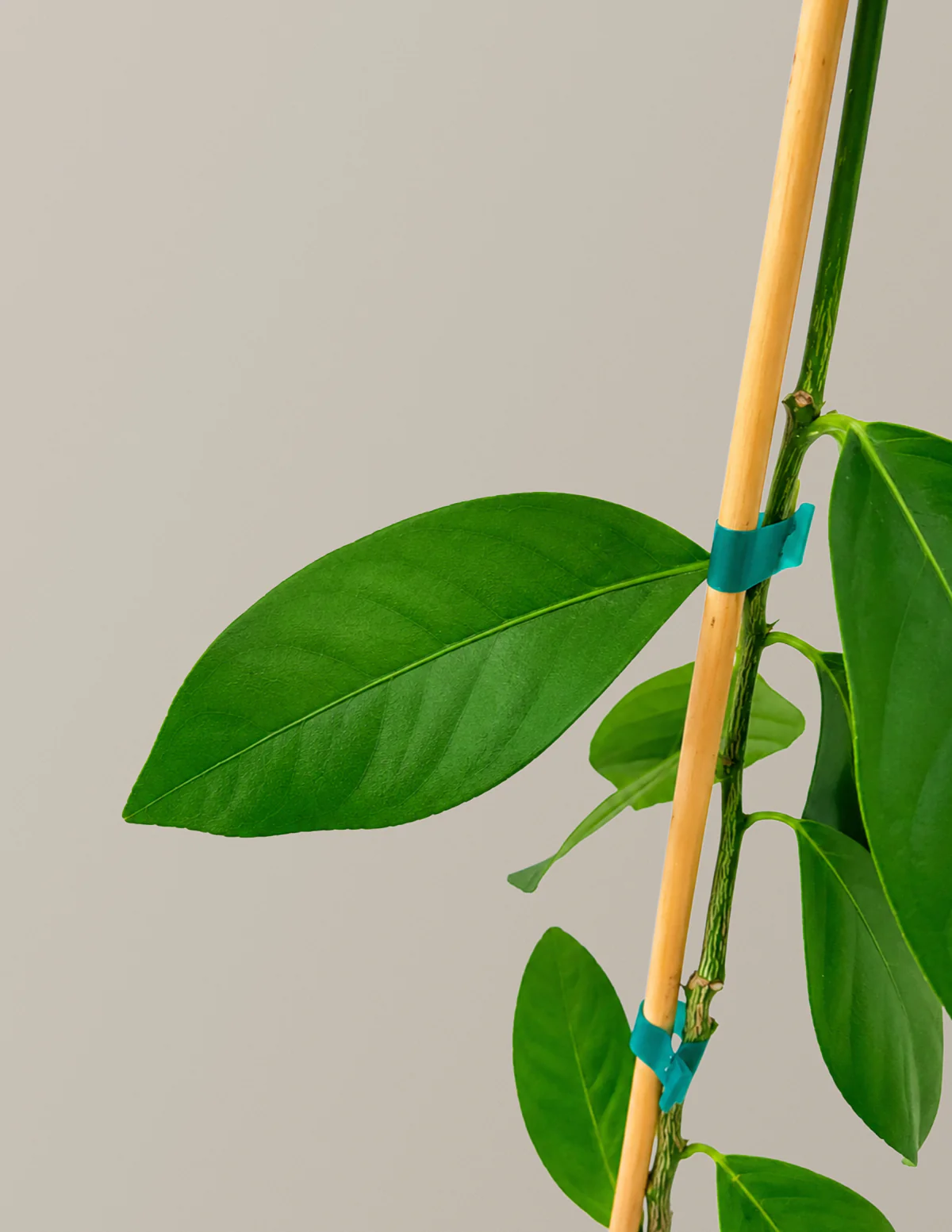 Harvey Lemon Tree - Image 3