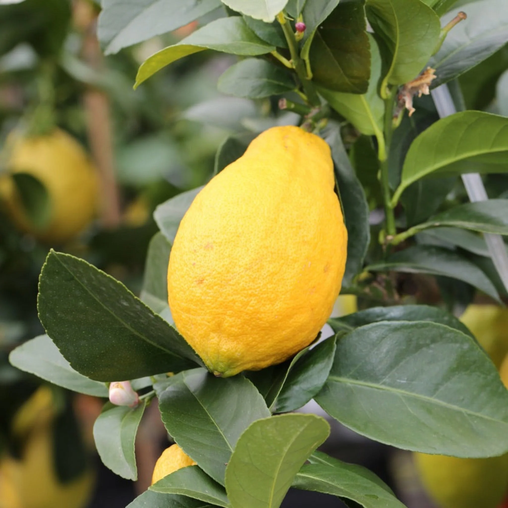 Harvey Lemon Tree - Image 4