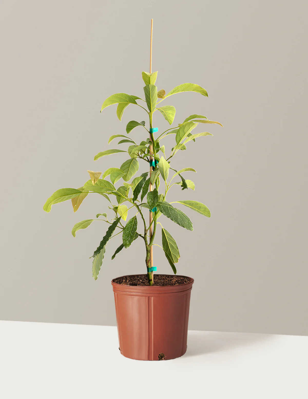 Hass Avocado Tree - Image 6