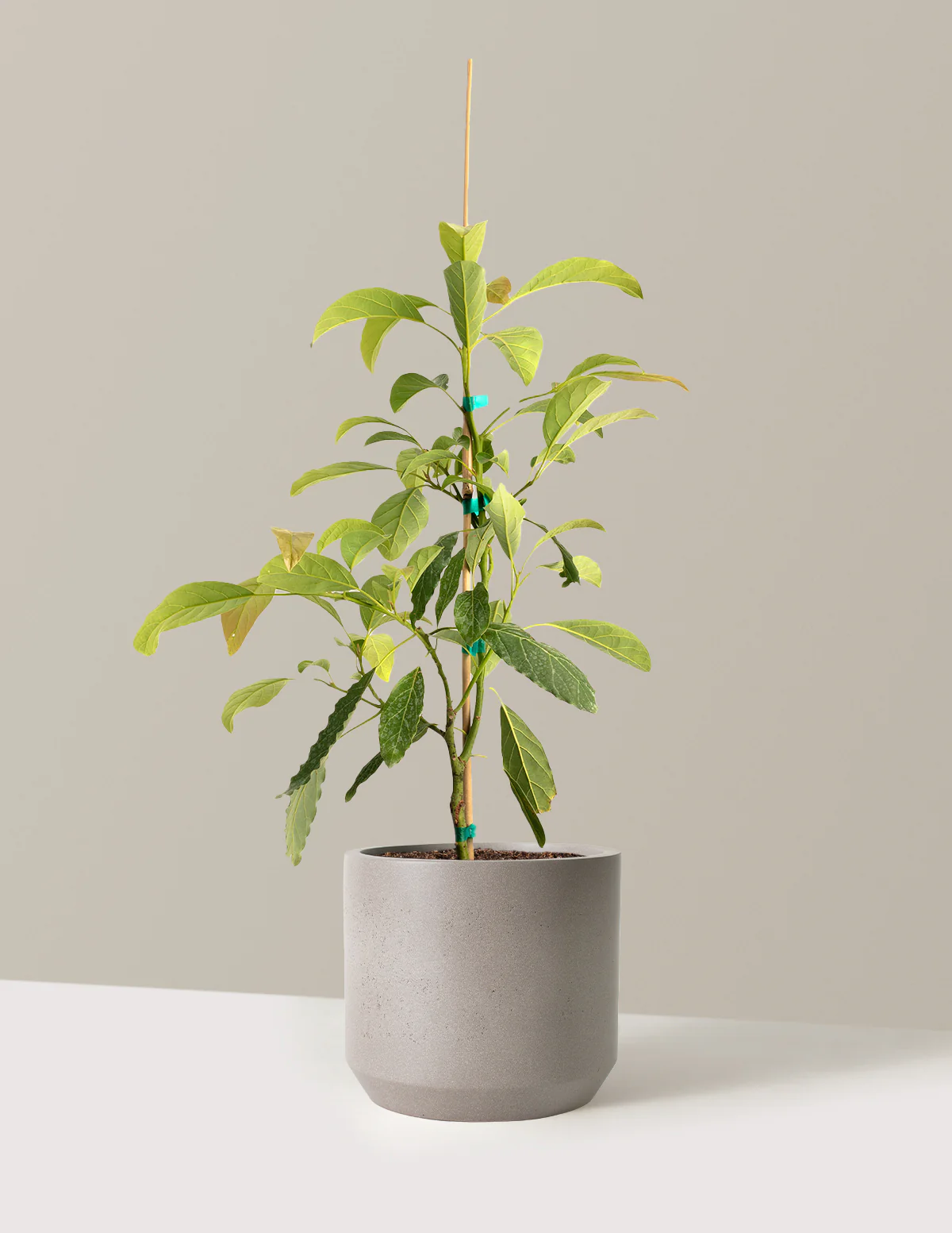Hass Avocado Tree - Image 8