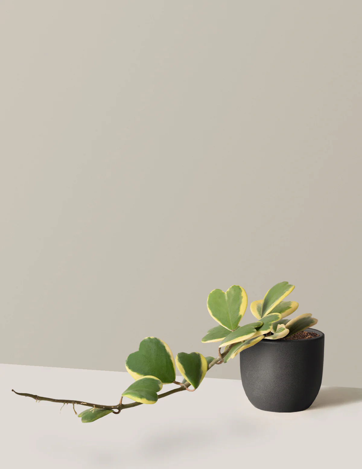 Trailing Hoya Heart