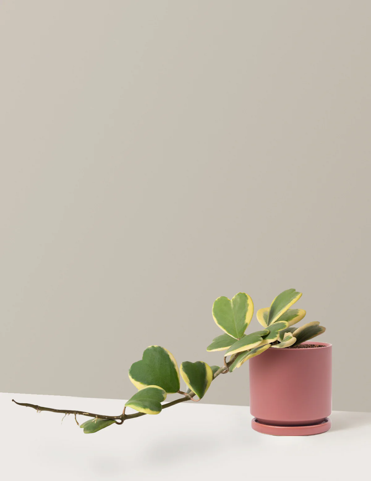 Trailing Hoya Heart - Image 10