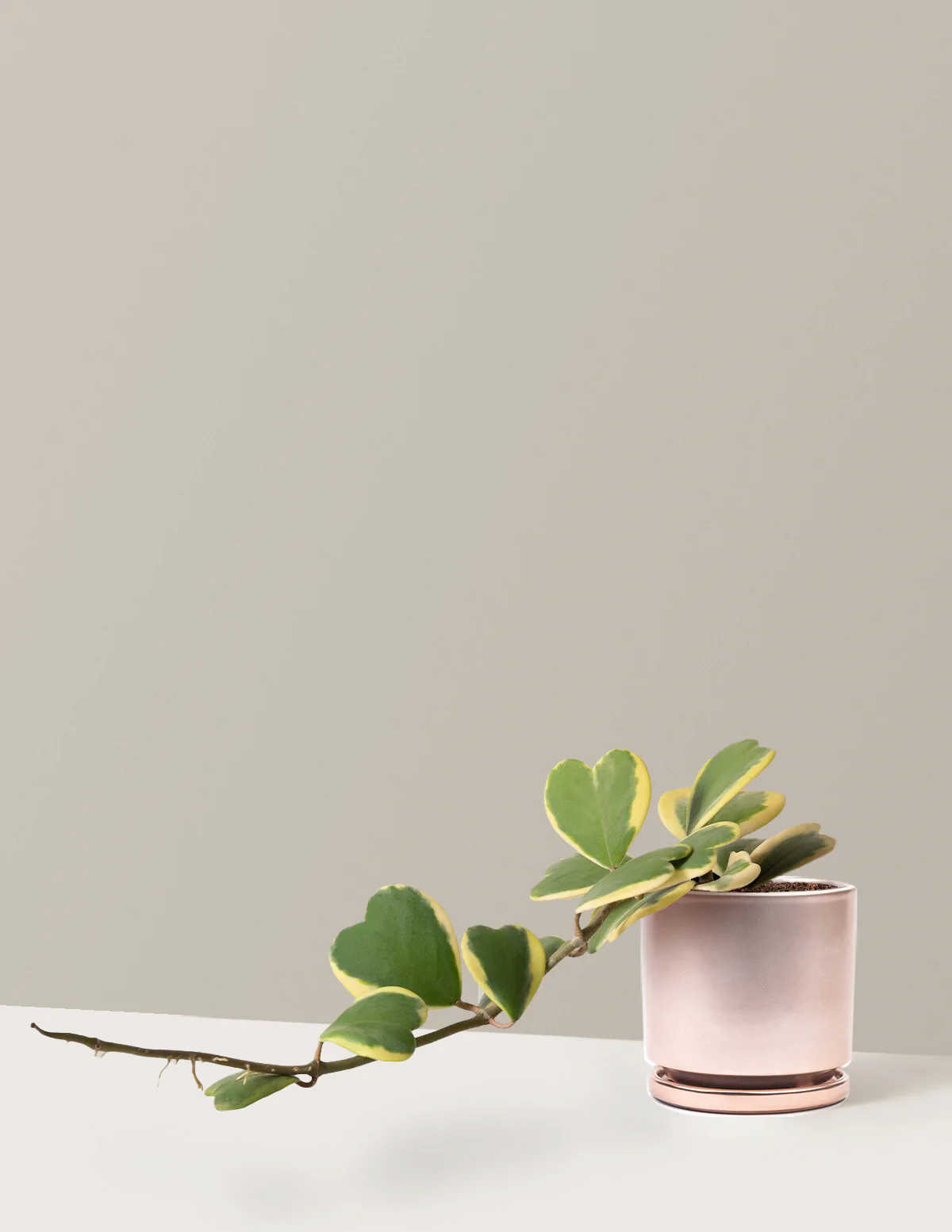 Trailing Hoya Heart - Image 11