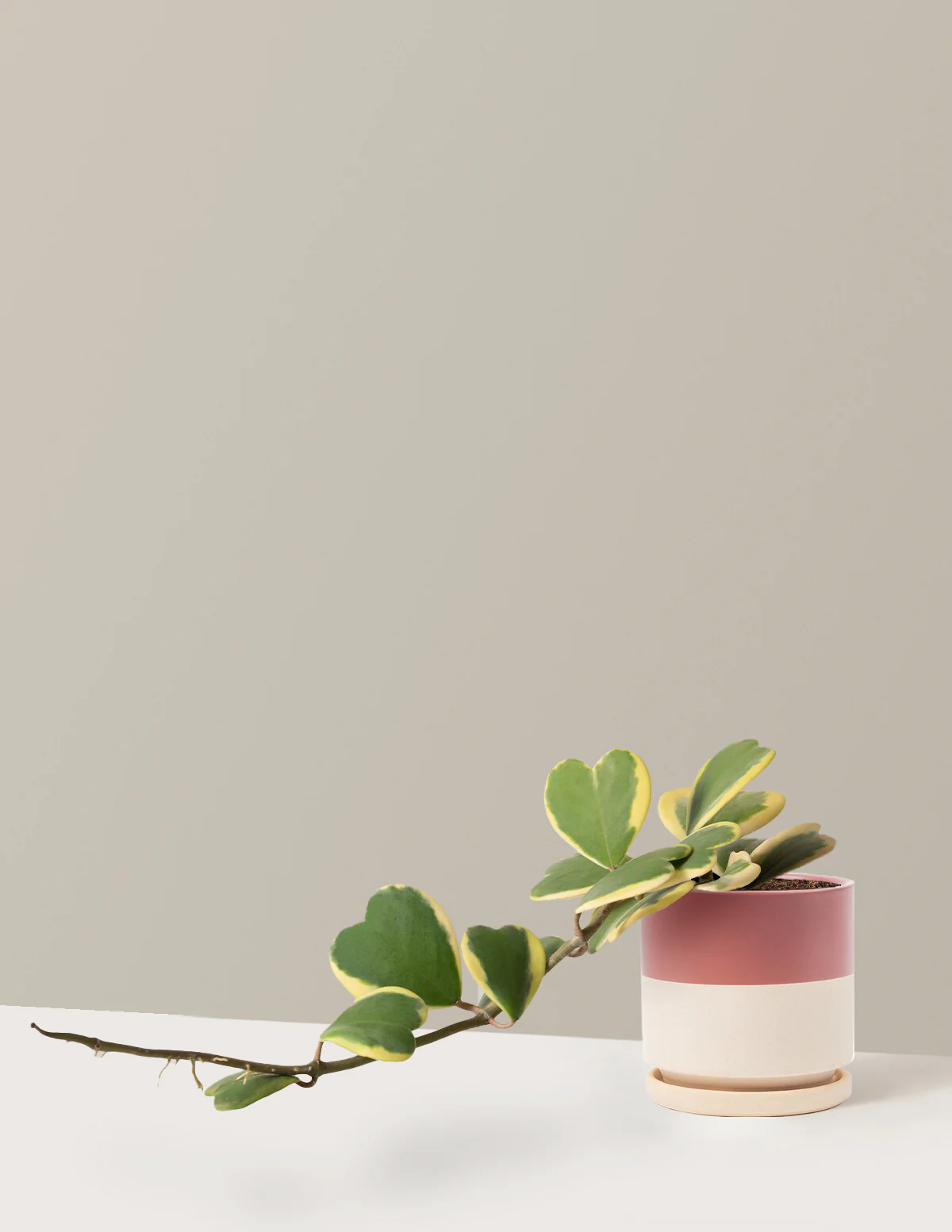Trailing Hoya Heart - Image 12