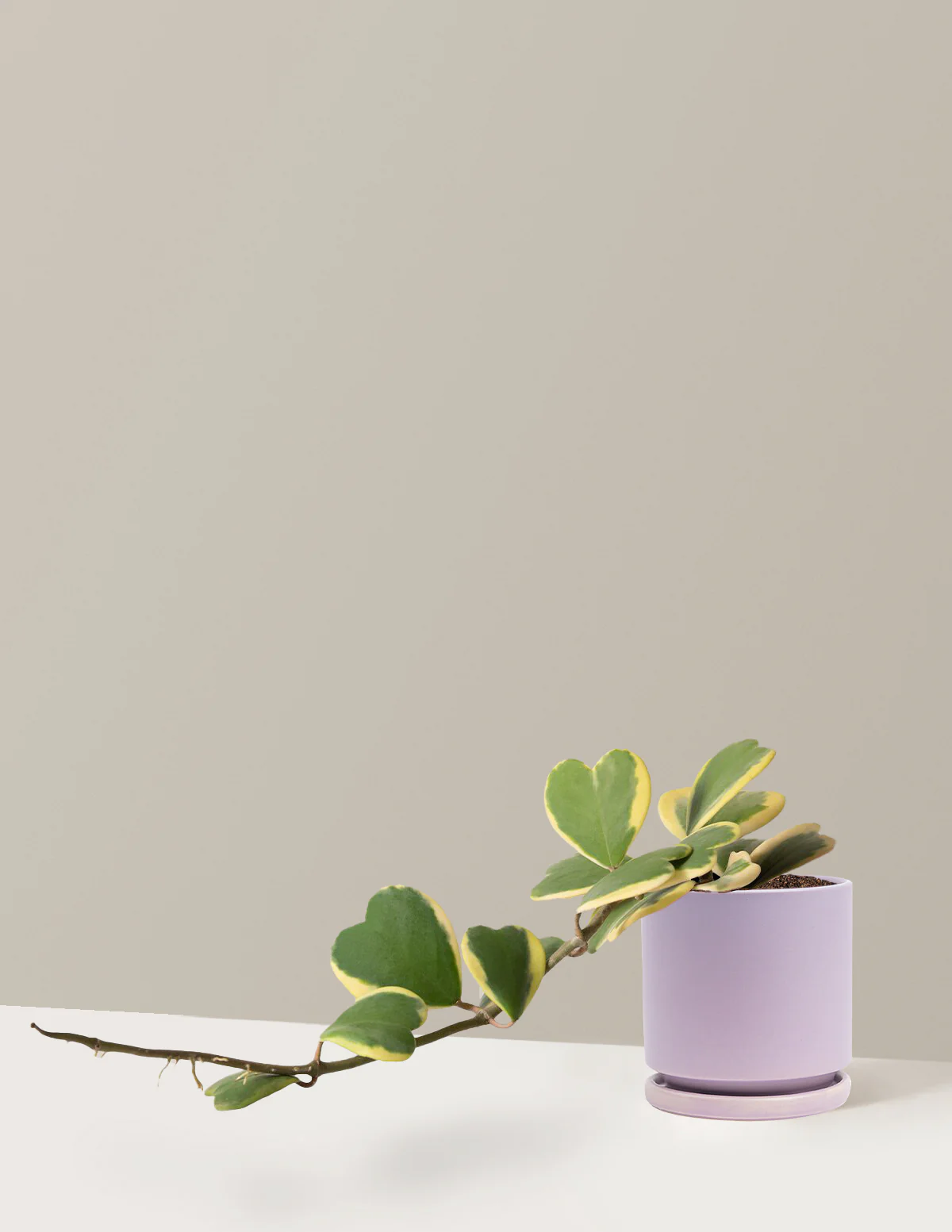 Trailing Hoya Heart - Image 13
