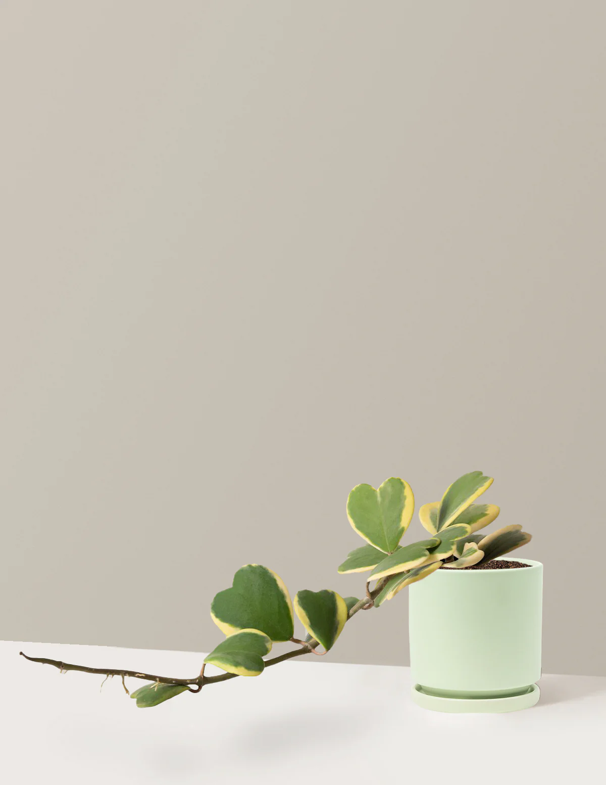 Trailing Hoya Heart - Image 14