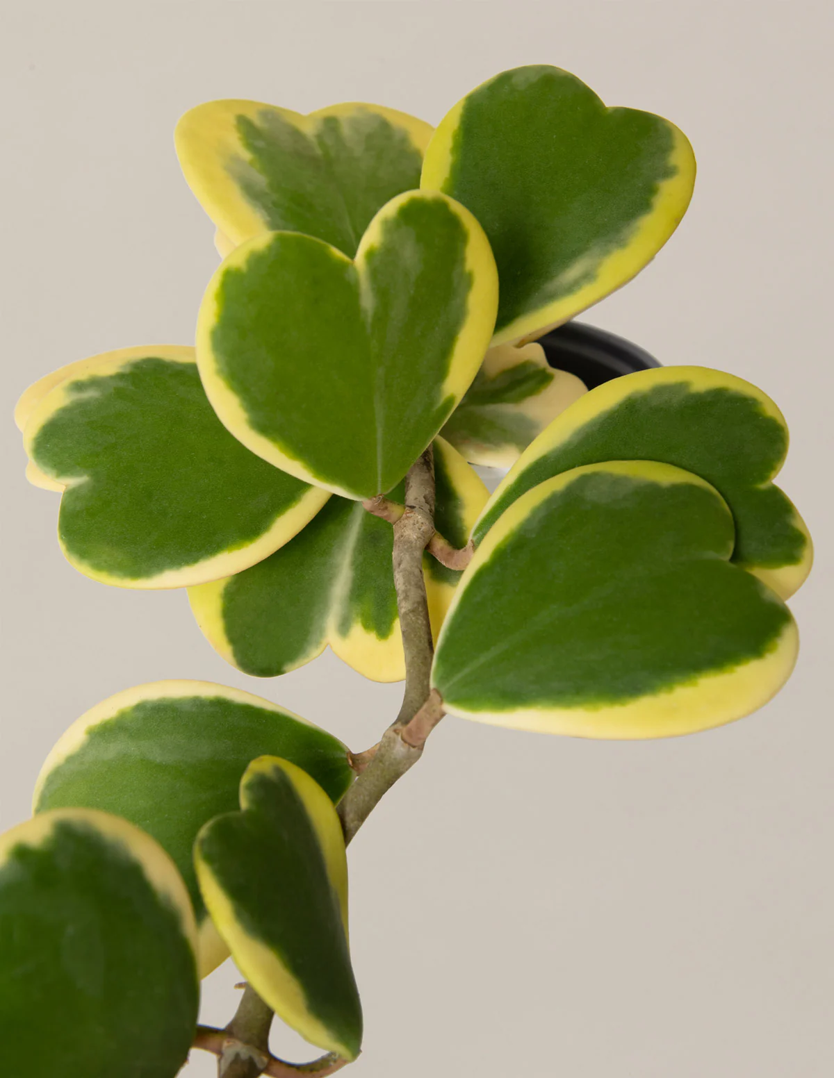 Trailing Hoya Heart - Image 2