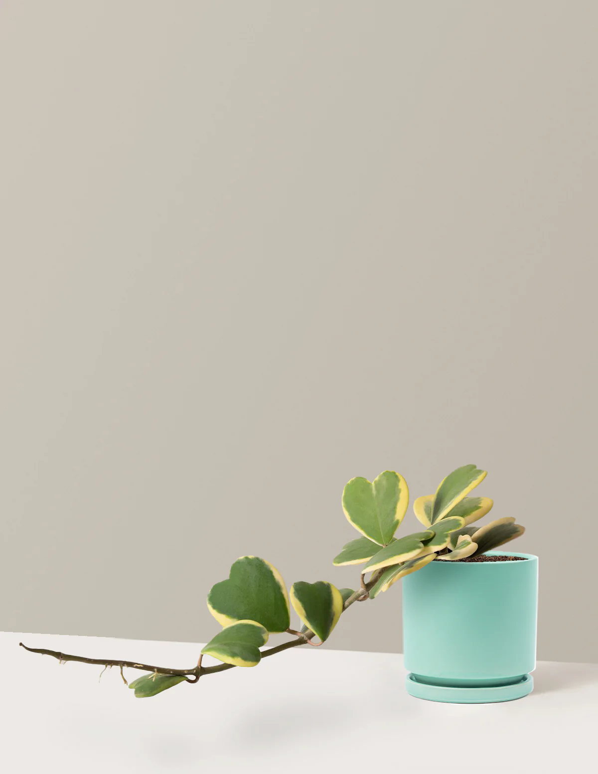 Trailing Hoya Heart - Image 3