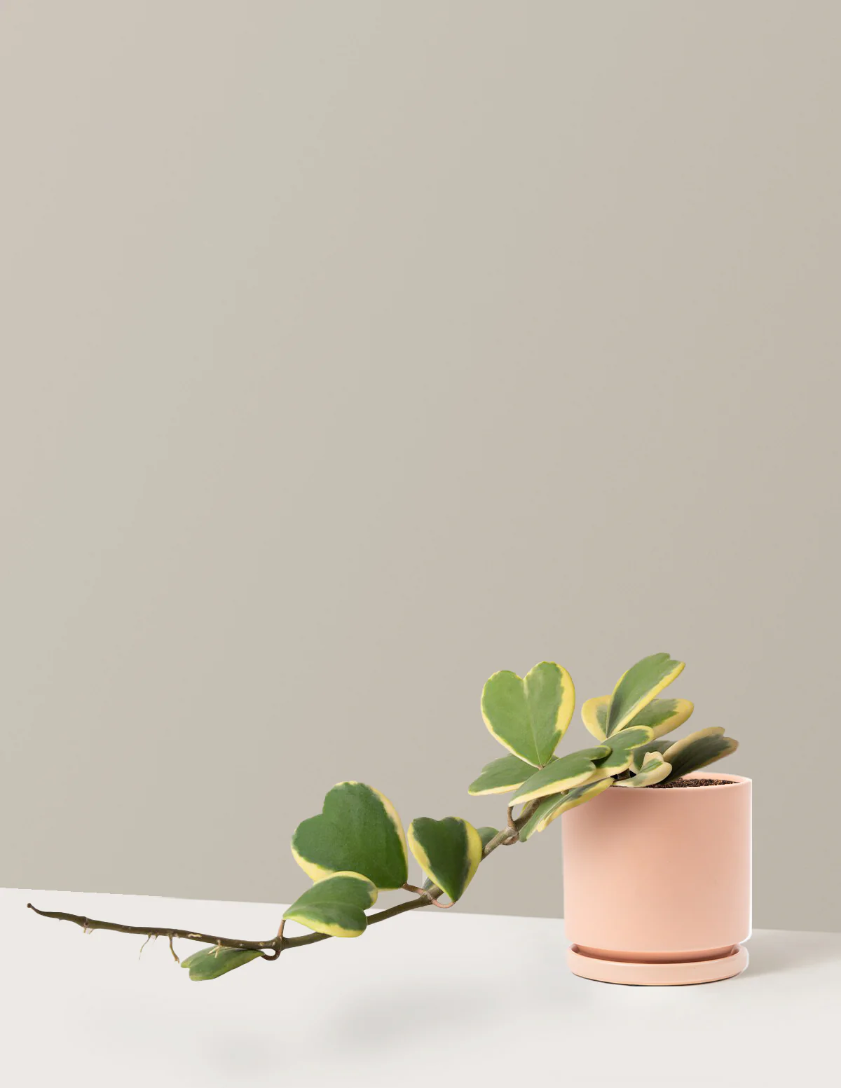 Trailing Hoya Heart - Image 4